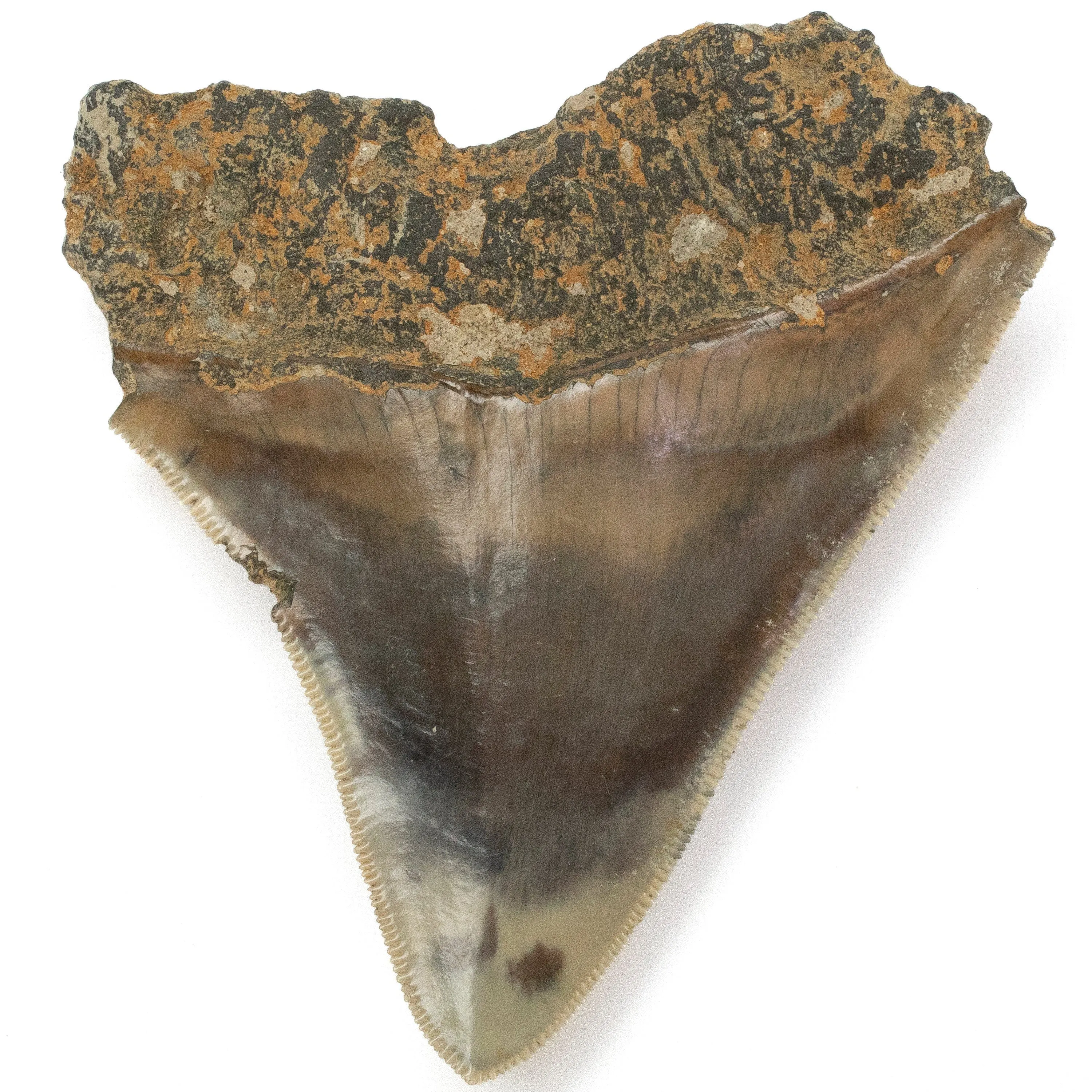 Natural Megalodon Tooth from Indonesia - 3.3