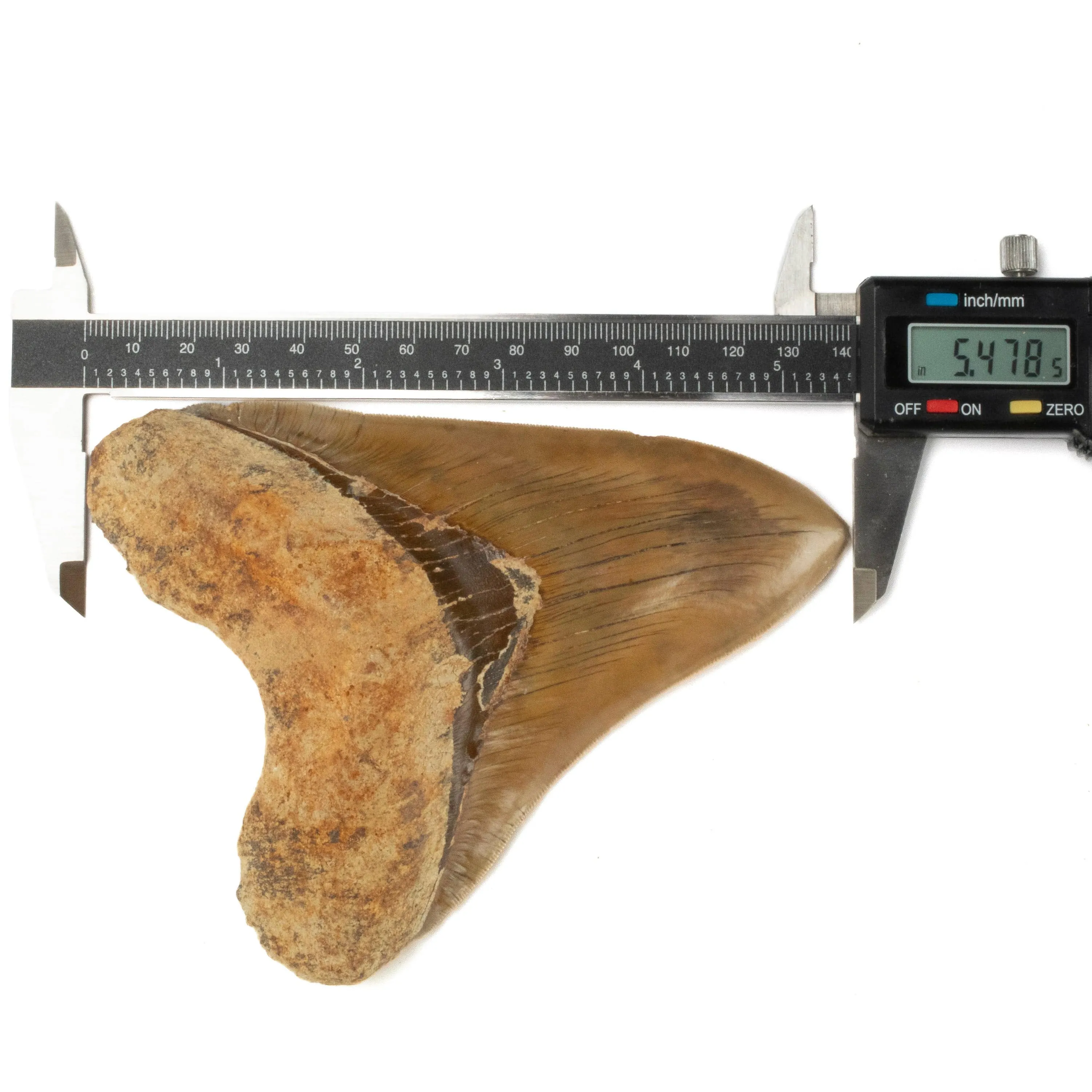 Natural Megalodon Tooth from Indonesia - 5.4