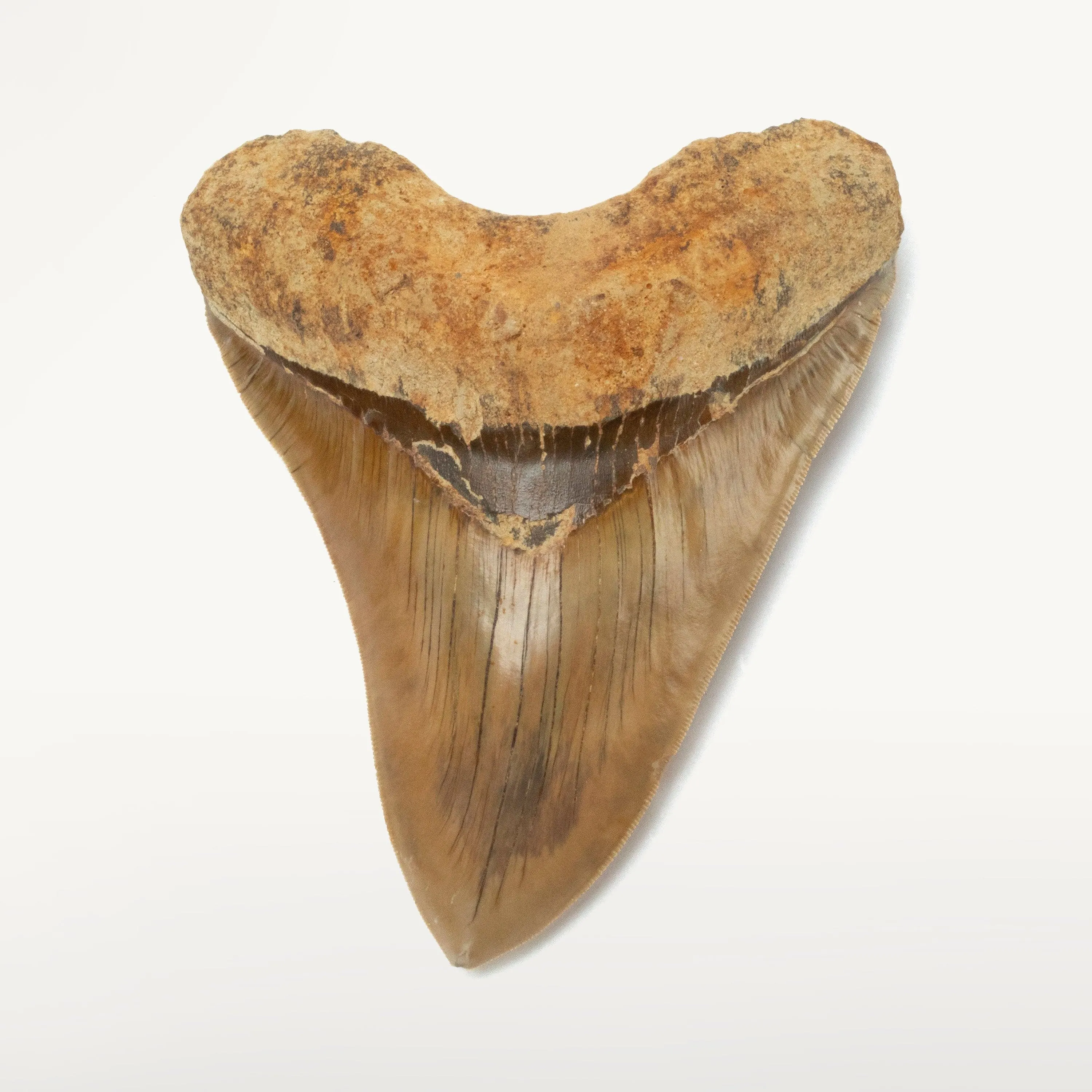 Natural Megalodon Tooth from Indonesia - 5.4