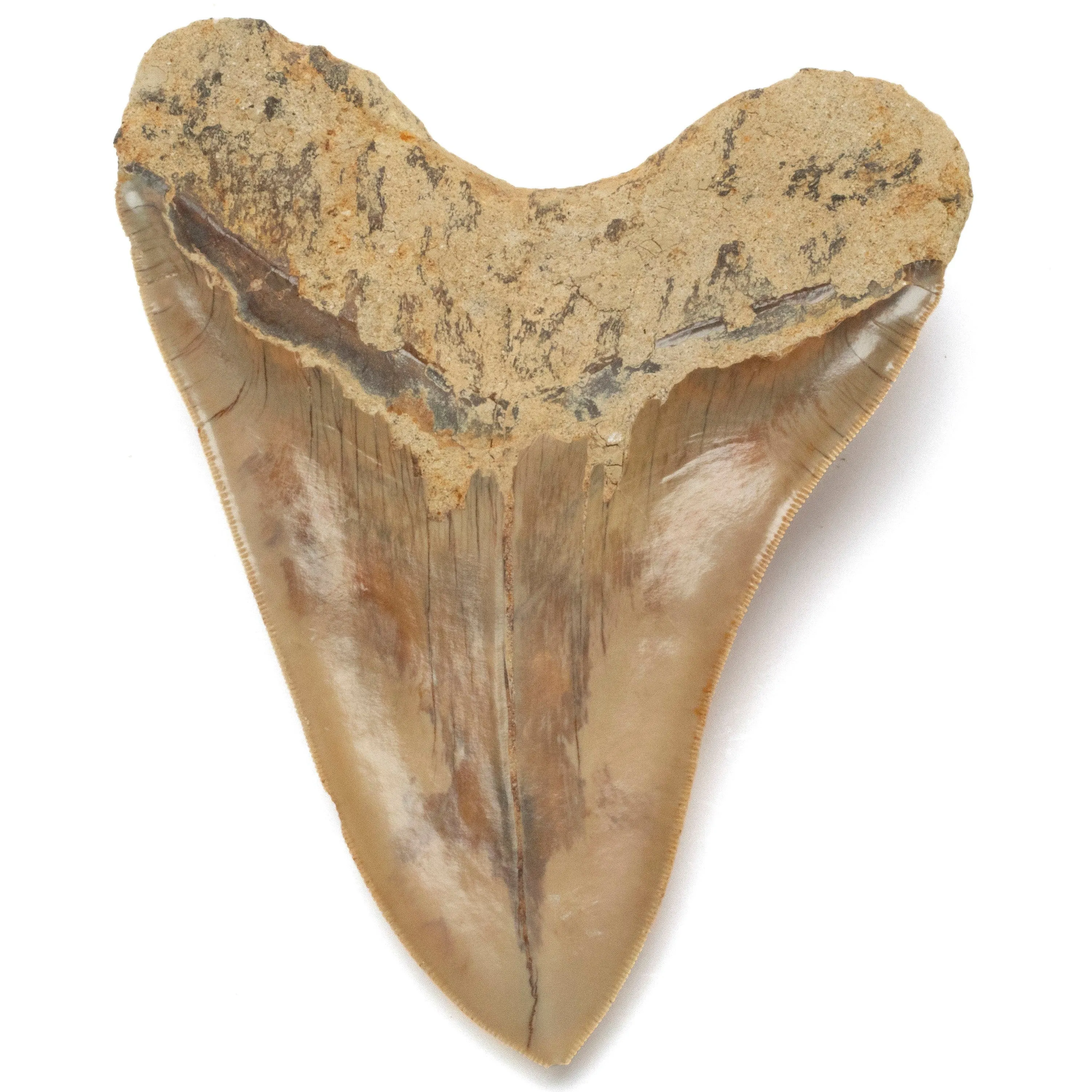 Natural Megalodon Tooth from Indonesia - 5.4