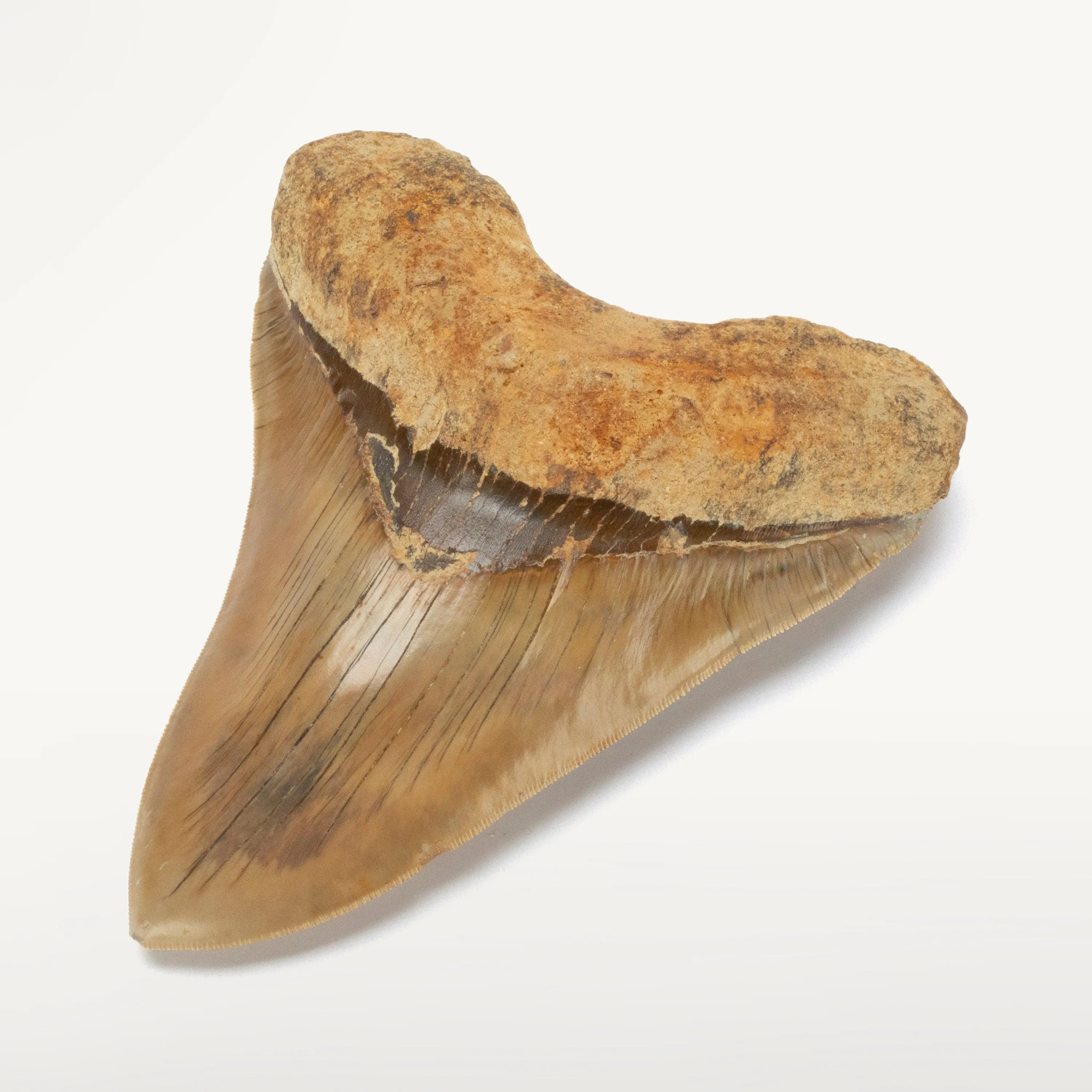 Natural Megalodon Tooth from Indonesia - 5.4