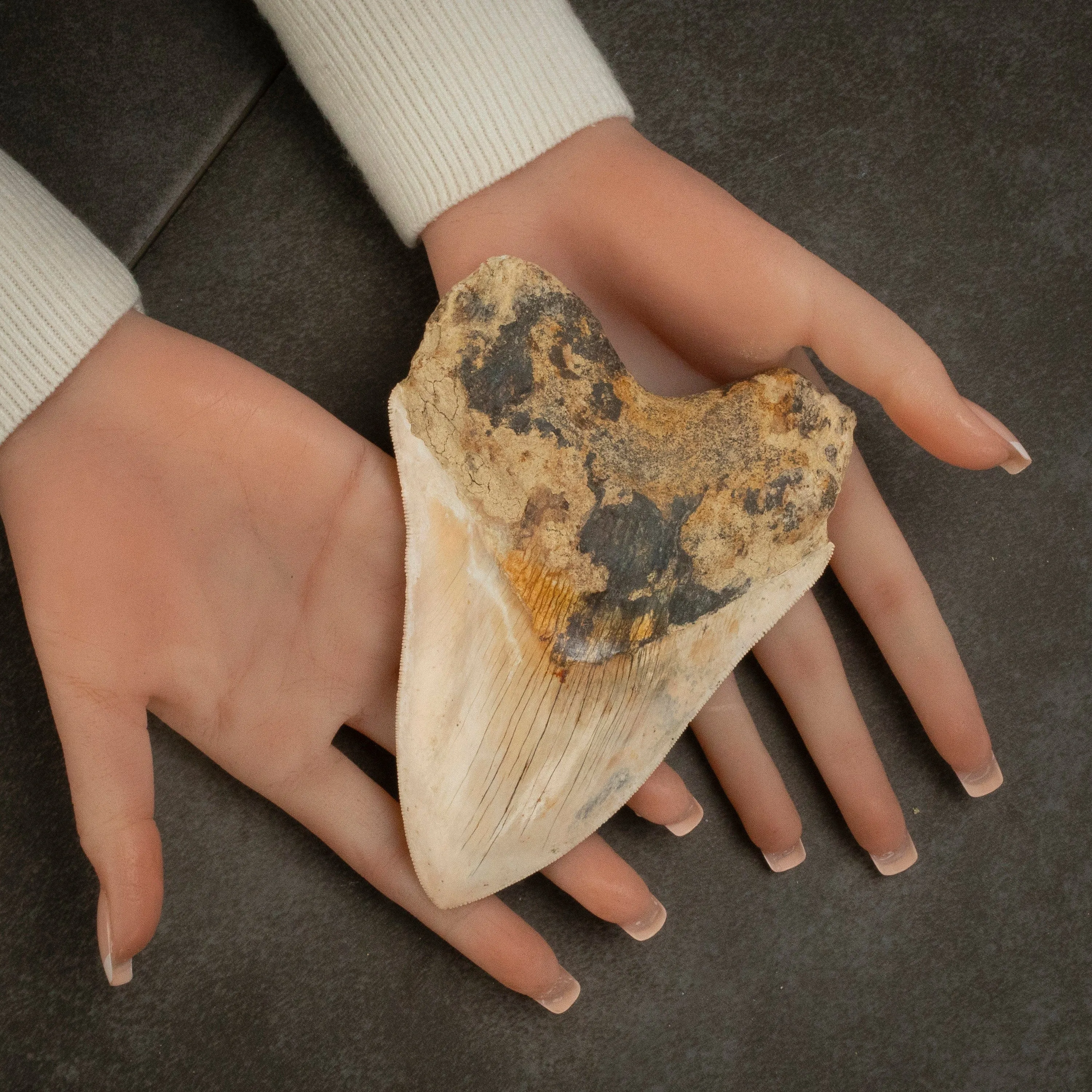 Natural Megalodon Tooth from Indonesia - 5.5