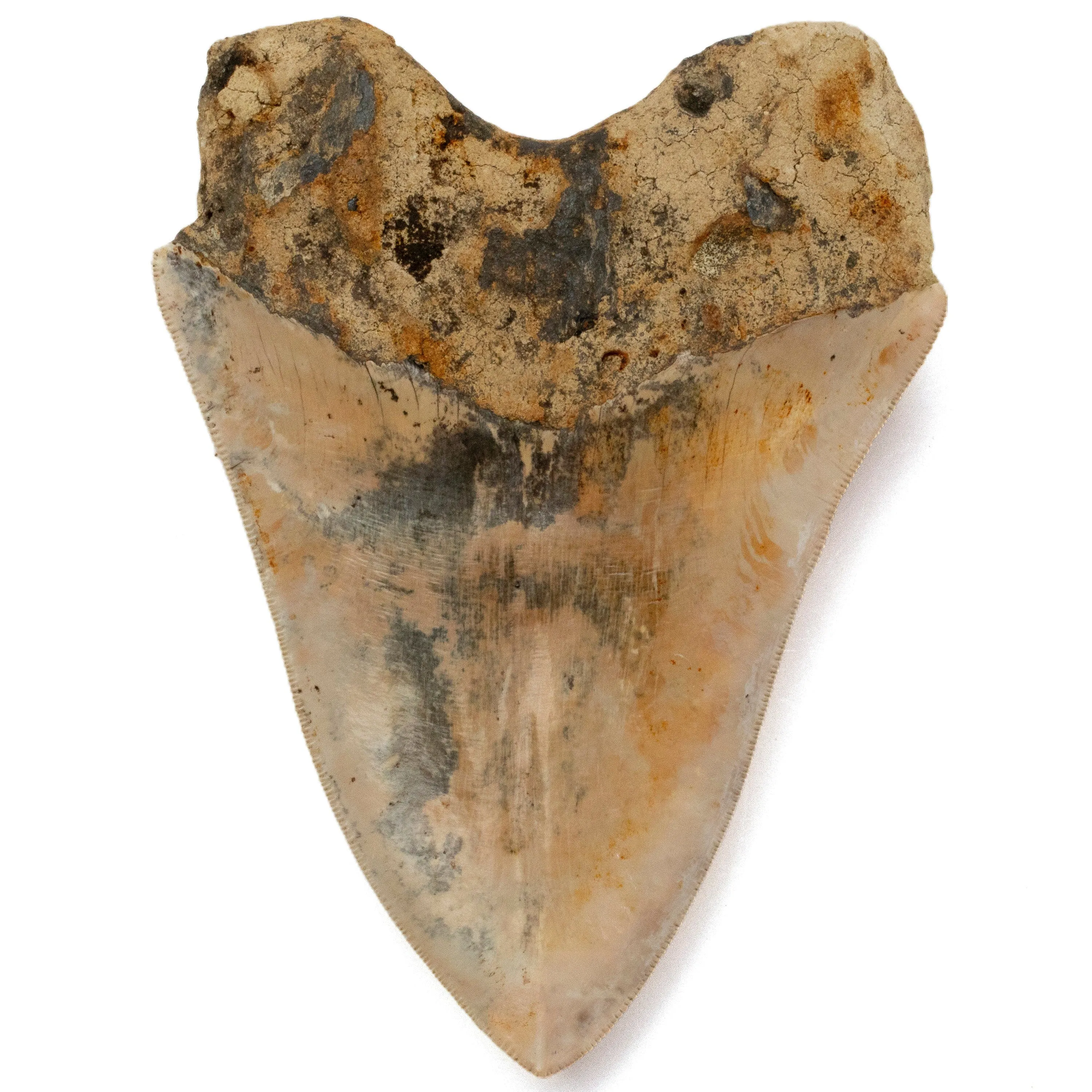 Natural Megalodon Tooth from Indonesia - 5.5