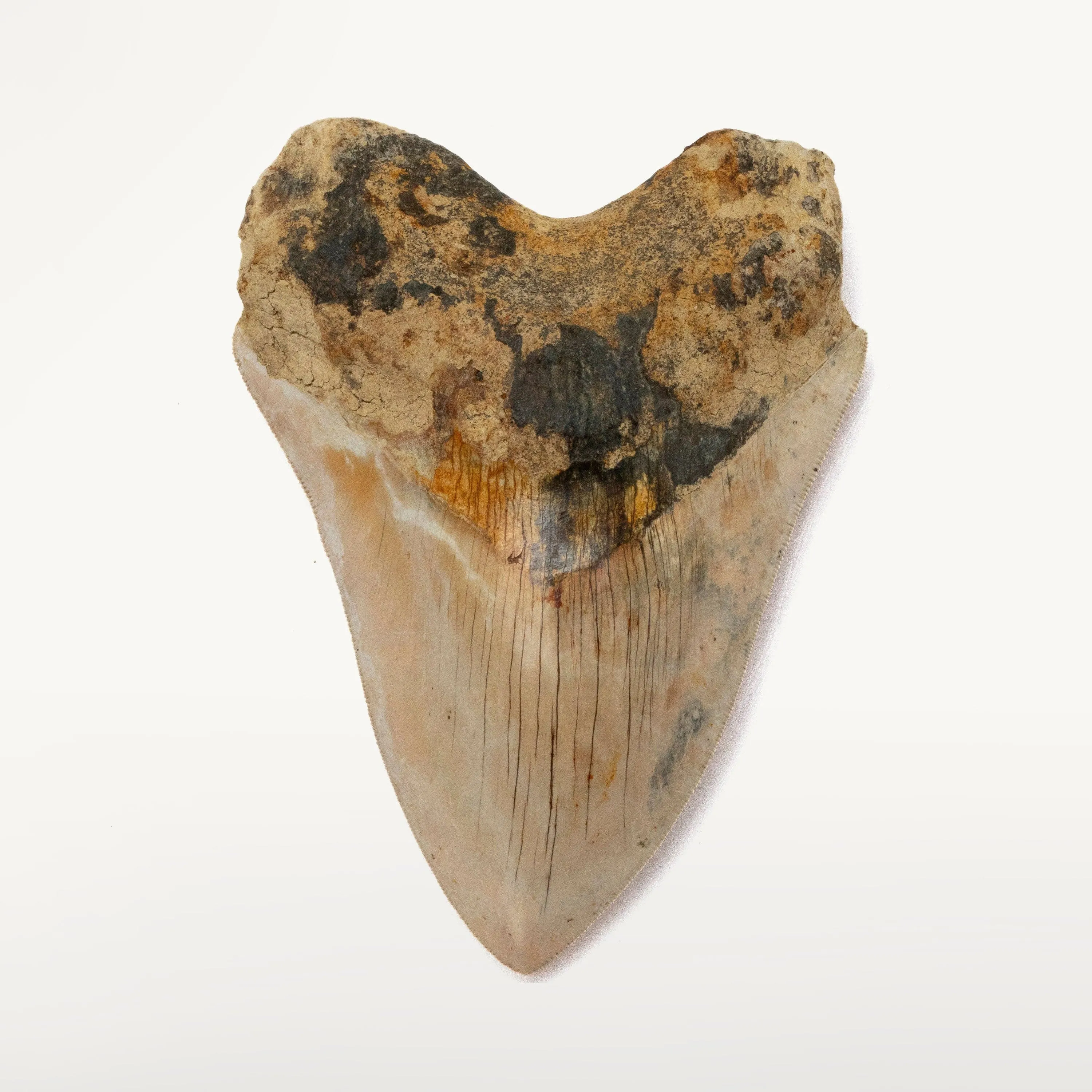 Natural Megalodon Tooth from Indonesia - 5.5