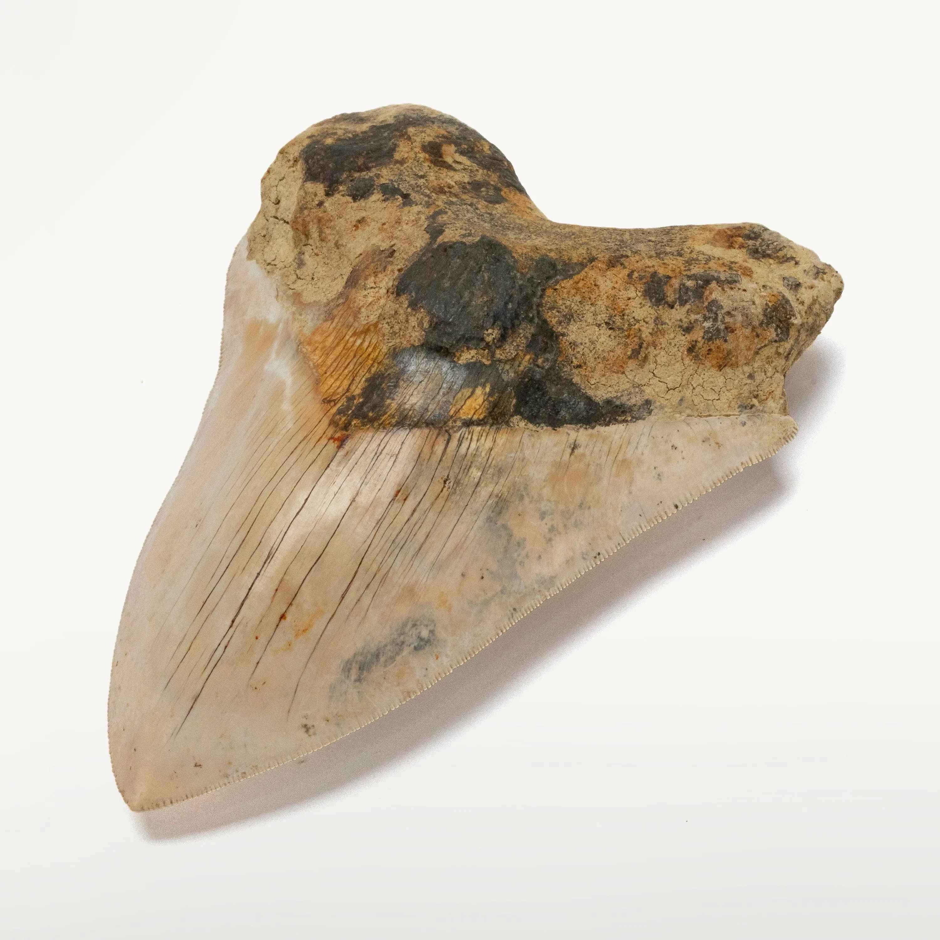 Natural Megalodon Tooth from Indonesia - 5.5