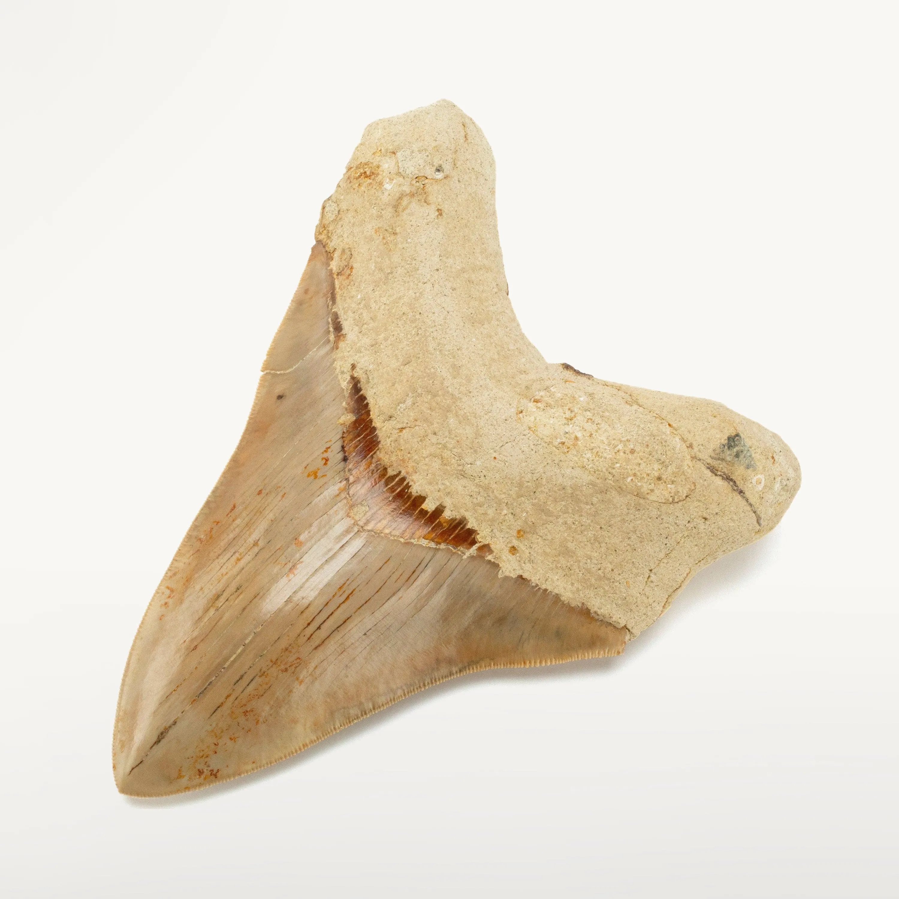 Restored Megalodon Tooth from Indonesia - 6.4