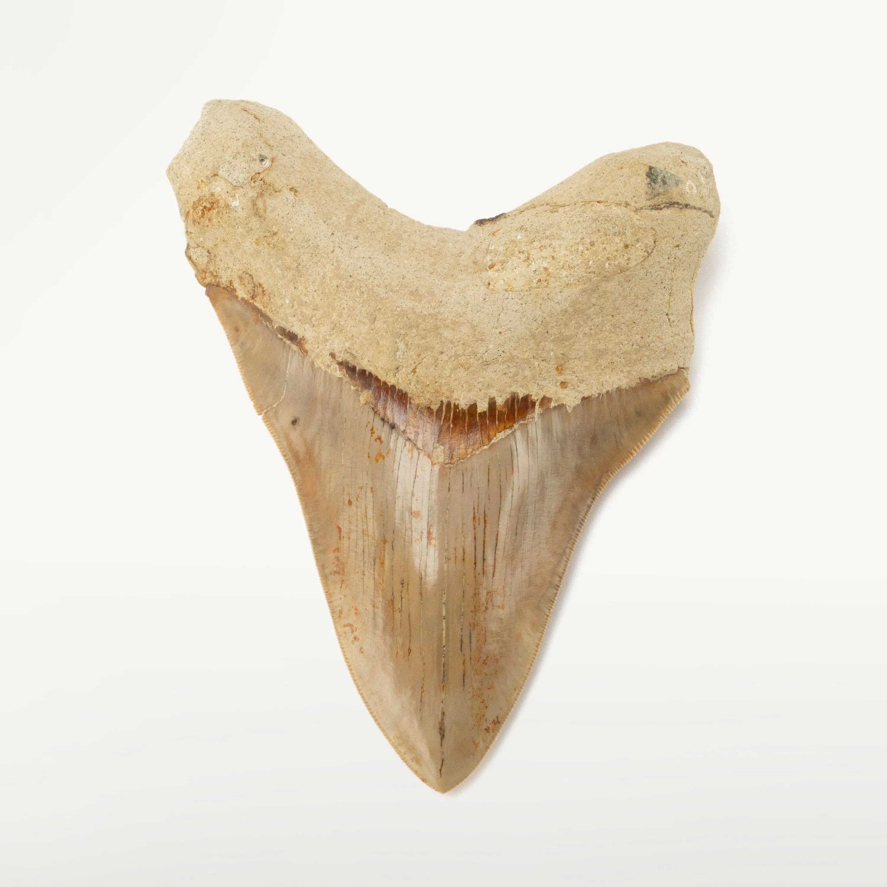 Restored Megalodon Tooth from Indonesia - 6.4