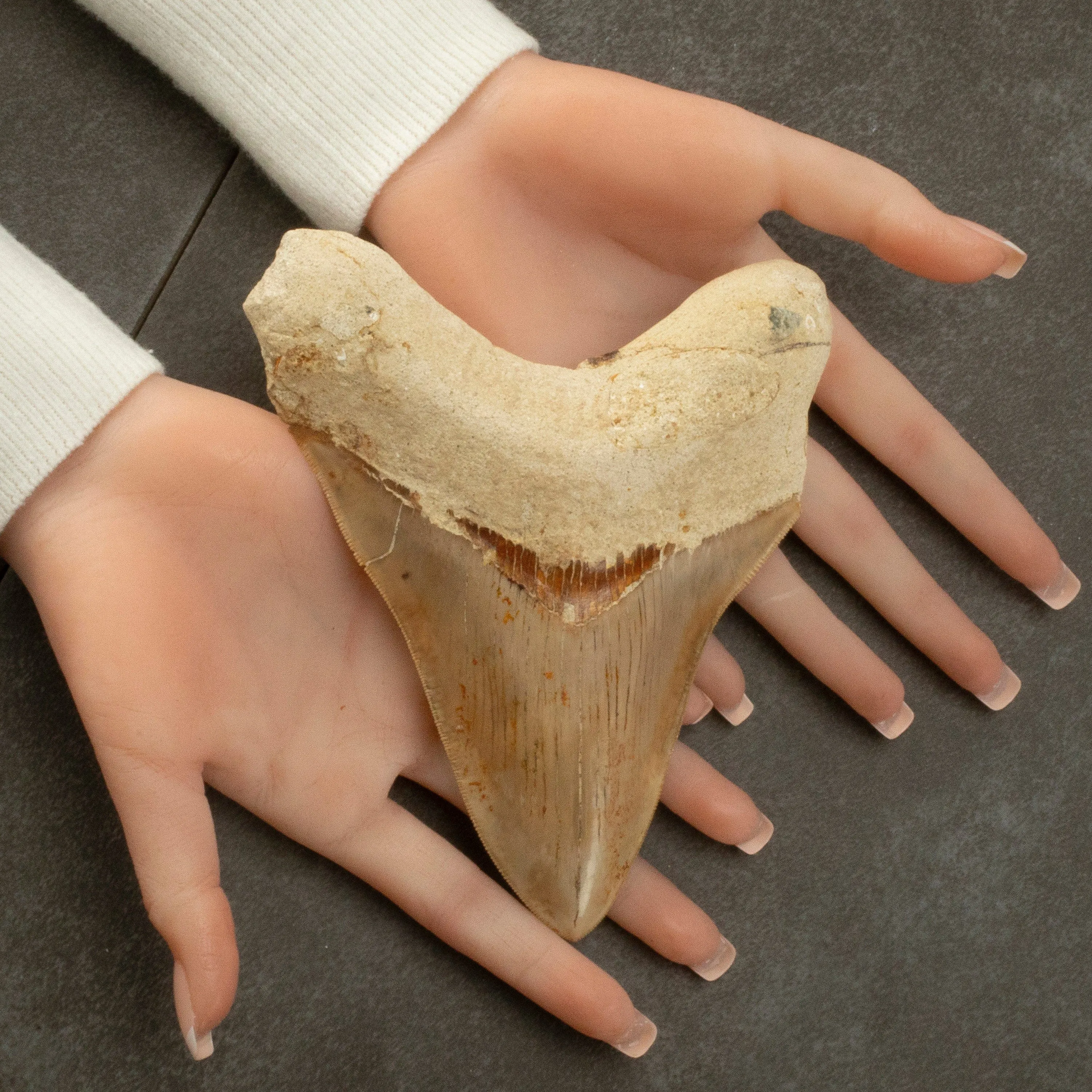 Restored Megalodon Tooth from Indonesia - 6.4