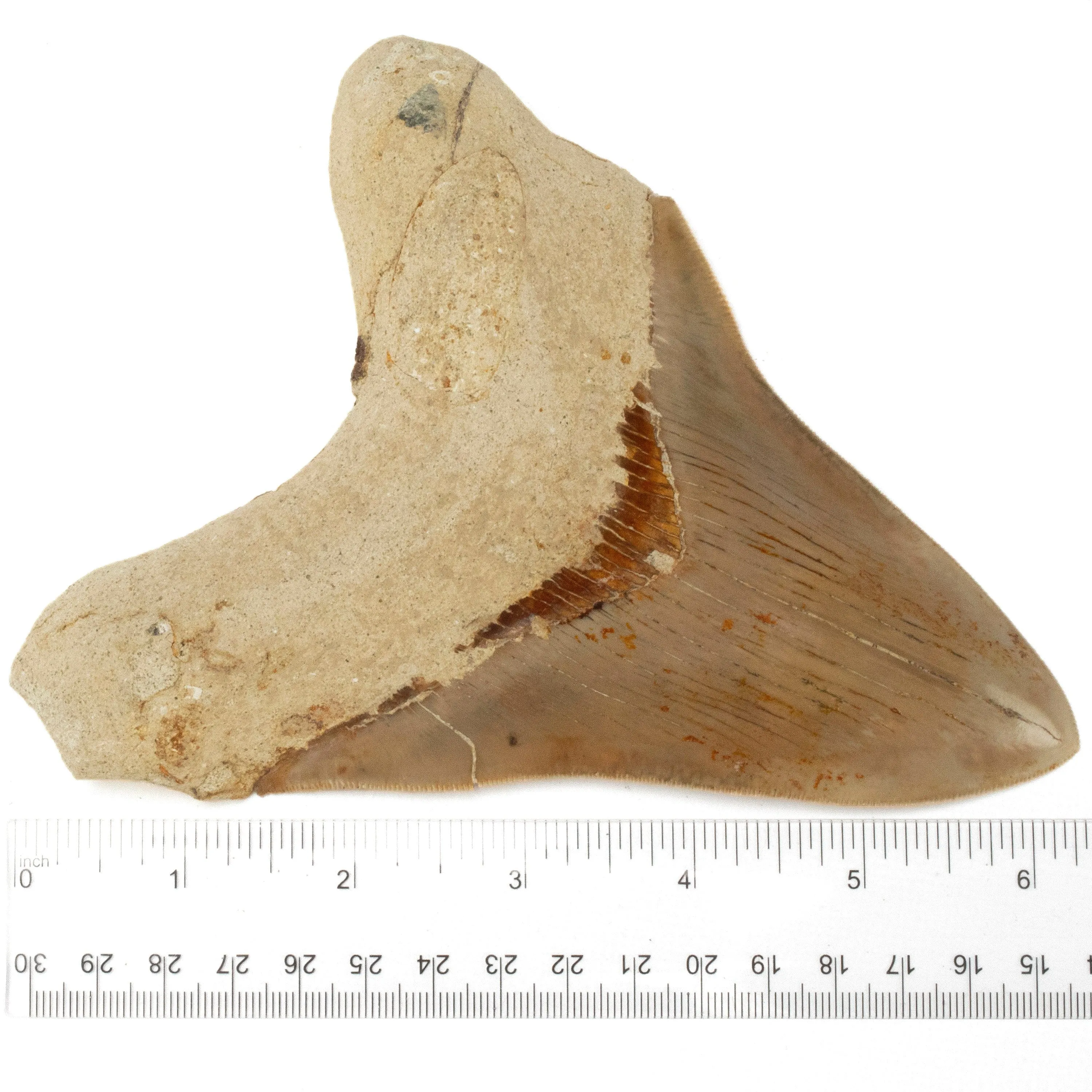 Restored Megalodon Tooth from Indonesia - 6.4