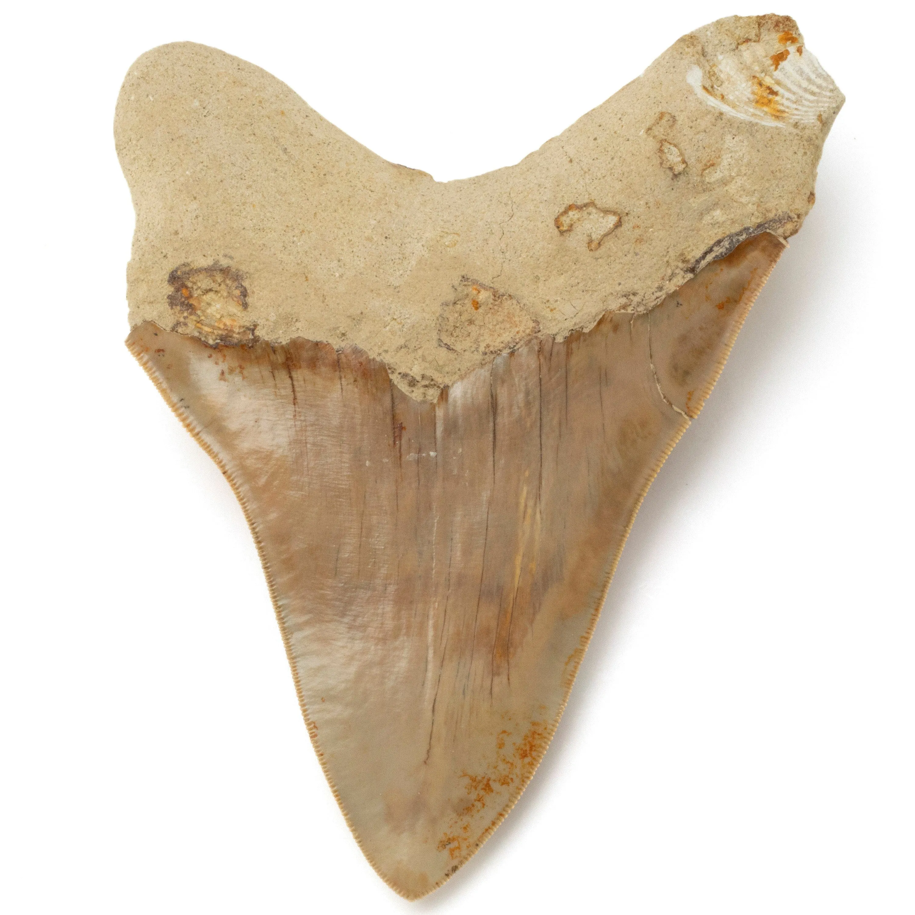 Restored Megalodon Tooth from Indonesia - 6.4